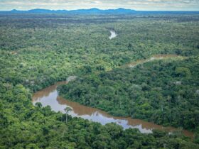 Governo lança parceria para combater incêndios e desmatamento na Amazônia - Felipe Werneck/Ibama