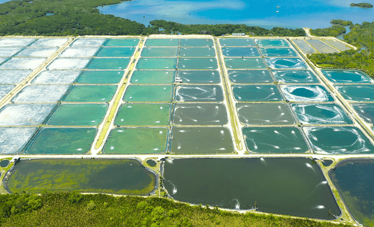 Brasil conquista dois novos mercados para pescados na Índia - Foto: Divulgação/Mapa