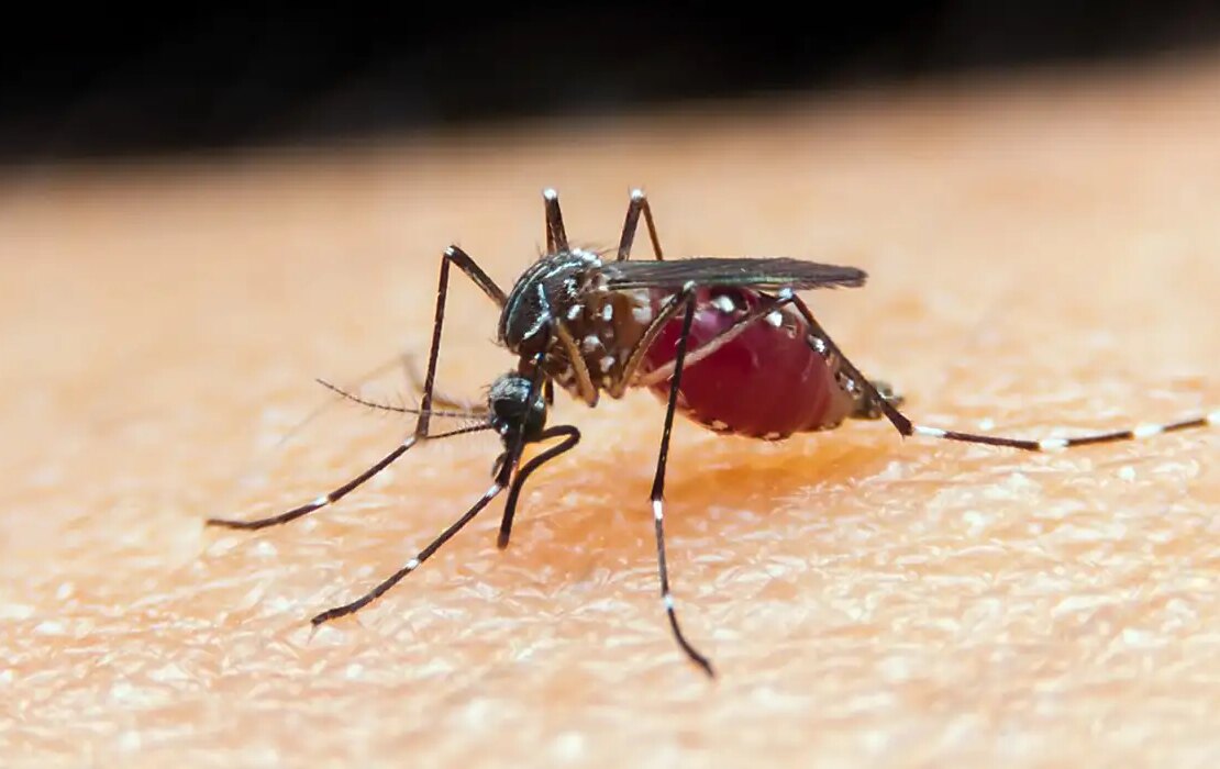malária, mosquito, Anopheles Por: Prefeitura de Caraguatatuba