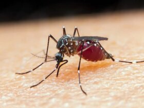 malária, mosquito, Anopheles Por: Prefeitura de Caraguatatuba