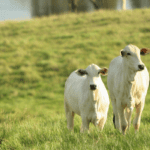 Mapa publica portaria para o processamento de produtos de origem animal de acordo com preceitos religiosos