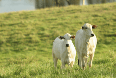 Mapa publica portaria para o processamento de produtos de origem animal de acordo com preceitos religiosos