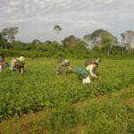 Agricultores familiares fazem colheita manual de feijão-caupi Por: Emanuel Cavalcante/Divulgação Embrapa Amapá