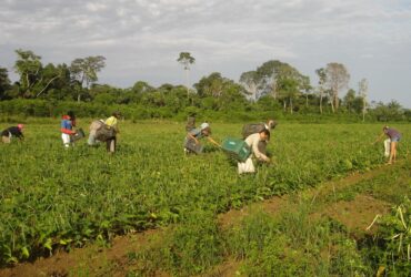 Agricultores familiares fazem colheita manual de feijão-caupi Por: Emanuel Cavalcante/Divulgação Embrapa Amapá