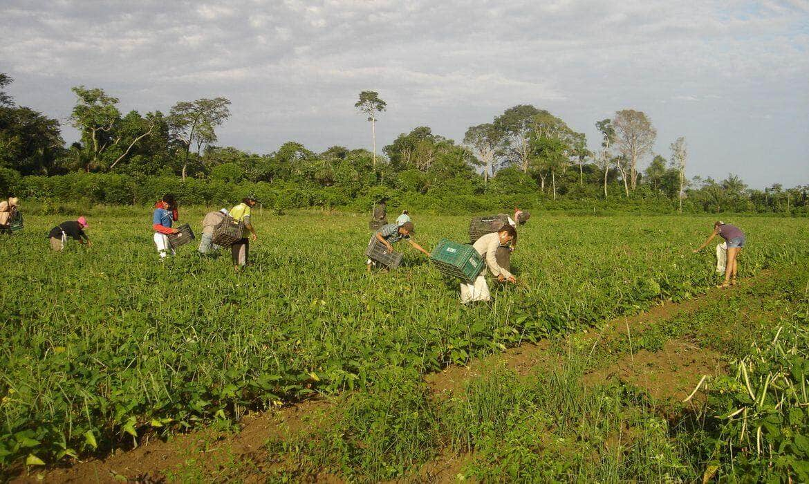 Agricultores familiares fazem colheita manual de feijão-caupi Por: Emanuel Cavalcante/Divulgação Embrapa Amapá