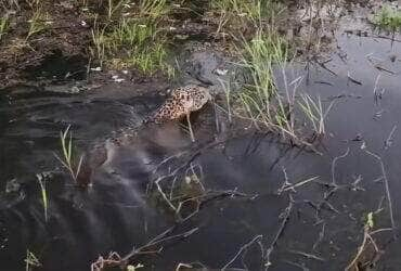 Onça-pintada majestosa domina a cena em lagoa do Pantanal: um espetáculo da natureza