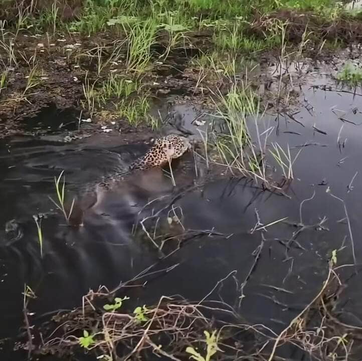 Onça-pintada majestosa domina a cena em lagoa do Pantanal: um espetáculo da natureza