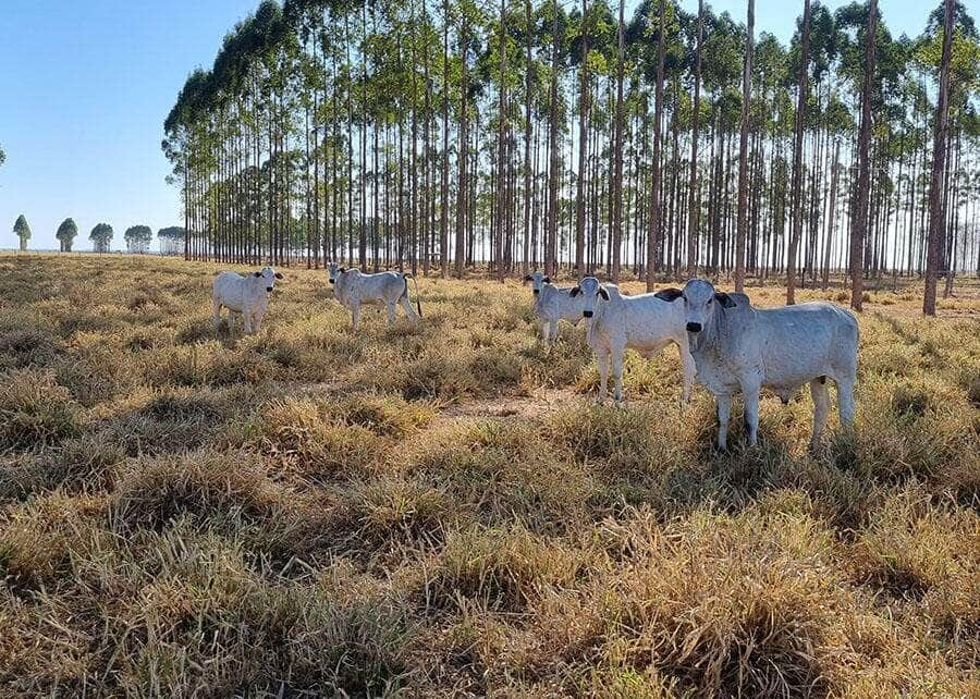 pecuaria Gabriel Faria