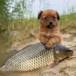 peixe amigo de cachorro.png