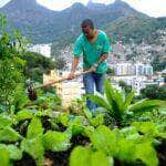 Projeto mobiliza moradores das comunidades pacificadas implementando agricultura sustentável em hortas comunitárias. Na foto, o morador do Morro da Formiga, Wallace da Silva Rosa (Tomaz Silva/Agência Brasil) Por: 05 18:18:56