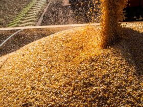 Safra de grãos 2023/2024: Conab estima produção de 294,1 milhões de toneladas - Foto: Divulgação