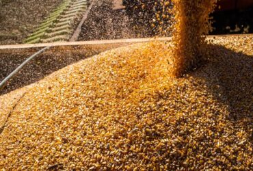 Safra de grãos 2023/2024: Conab estima produção de 294,1 milhões de toneladas - Foto: Divulgação