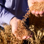 sementes de trigo