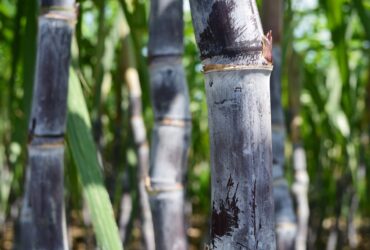 sugar cane - Fotos do Canva