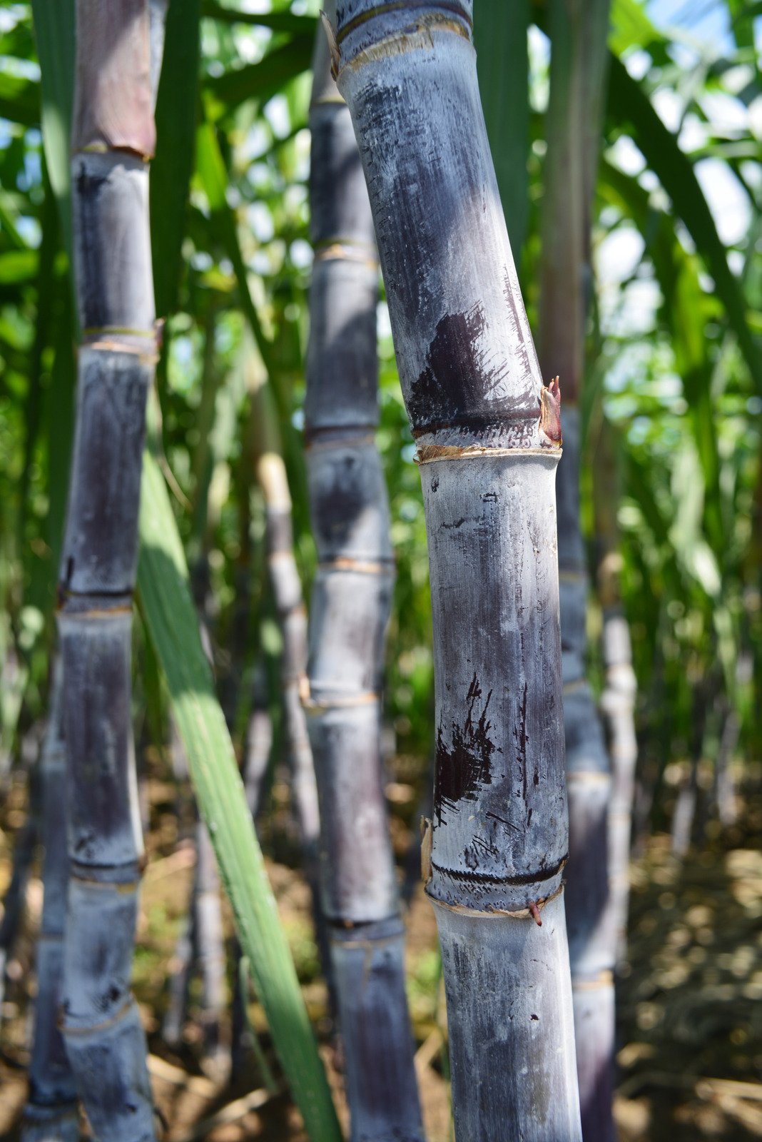 Cana-de-açúcar explode em Mato Grosso com crescimento de 11% e impulsiona recorde nacional! 2 sugar cane - Fotos do Canva