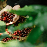 Valor bruto da produção agrícola ultrapassa R$ 1,14 trilhão em março - Foto: Divulgação/Mapa