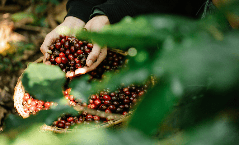 Valor bruto da produção agrícola ultrapassa R$ 1,14 trilhão em março - Foto: Divulgação/Mapa