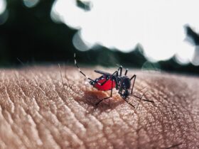 Mato Grosso registra recorde de casos de dengue em abril de 2024