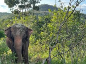 Elefanta Lady, de 52 anos, morre por eutanásia no santuário da Chapada dos Guimarães