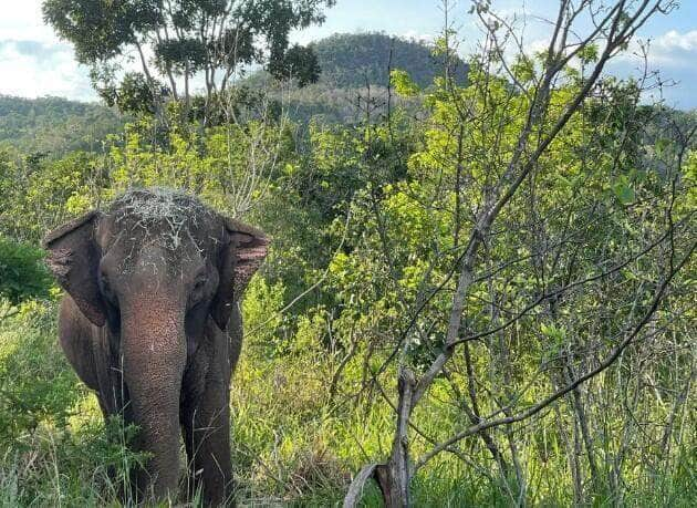 Elefanta Lady, de 52 anos, morre por eutanásia no santuário da Chapada dos Guimarães