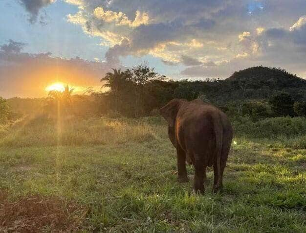 Santuário de elefantes em Mato Grosso homenageia elefanta Lady após eutanásia