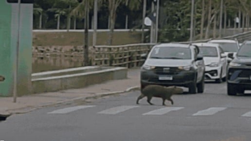 Família de capivaras é vista atravessando faixa de pedestres em Cuiabá