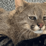 Gato-palheiro resgatado em Sorriso deverá ter companhia em zoológico de São Paulo