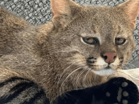 Gato-palheiro resgatado em Sorriso deverá ter companhia em zoológico de São Paulo