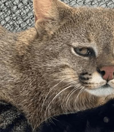 Gato-palheiro resgatado em Sorriso deverá ter companhia em zoológico de São Paulo