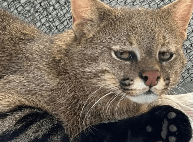 Gato-palheiro resgatado em Sorriso deverá ter companhia em zoológico de São Paulo