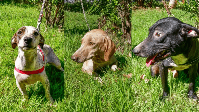 Campanha em Cuiabá incentiva adoção de cães com nomes de celebridades musicais