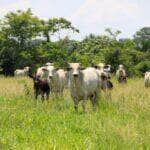 Mato Grosso bate recorde histórico em abate e exportação de carne bovina em abril de 2024