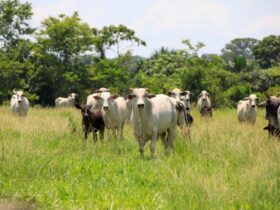 Mato Grosso bate recorde histórico em abate e exportação de carne bovina em abril de 2024