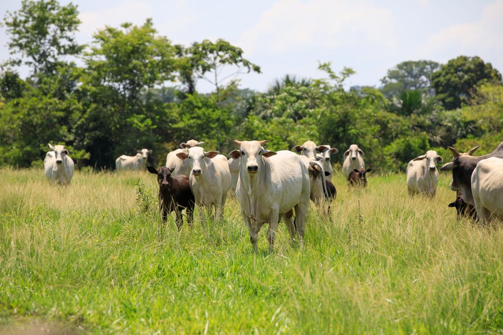 Mato Grosso bate recorde histórico em abate e exportação de carne bovina em abril de 2024