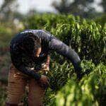 Ações do Governo têm contribuído com a permanência de jovens no campo  - Foto por: Christiano Antonucci/Secom-MT