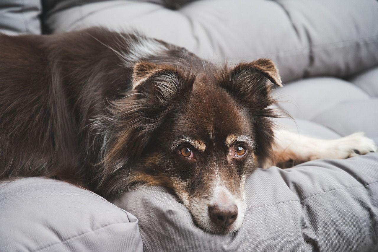 Boa iluminacao promove conforto visual para os pets Pixabay 2