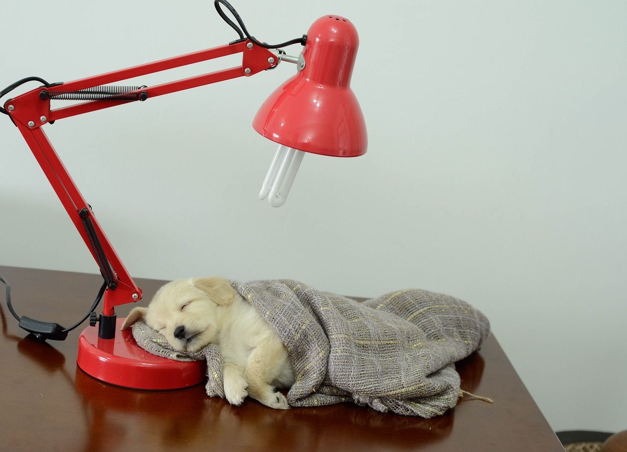 Boa iluminação promove conforto visual para os pets