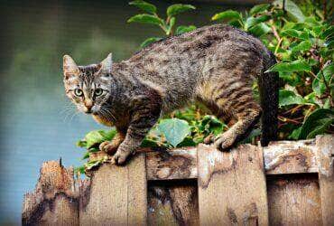 É possível evitar o desconforto das pulgas e carrapatos nos pets