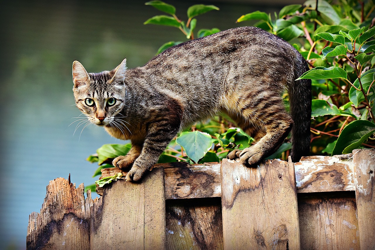 E possivel evitar o desconforto das pulgas e carrapatos nos pets Pixabay 1