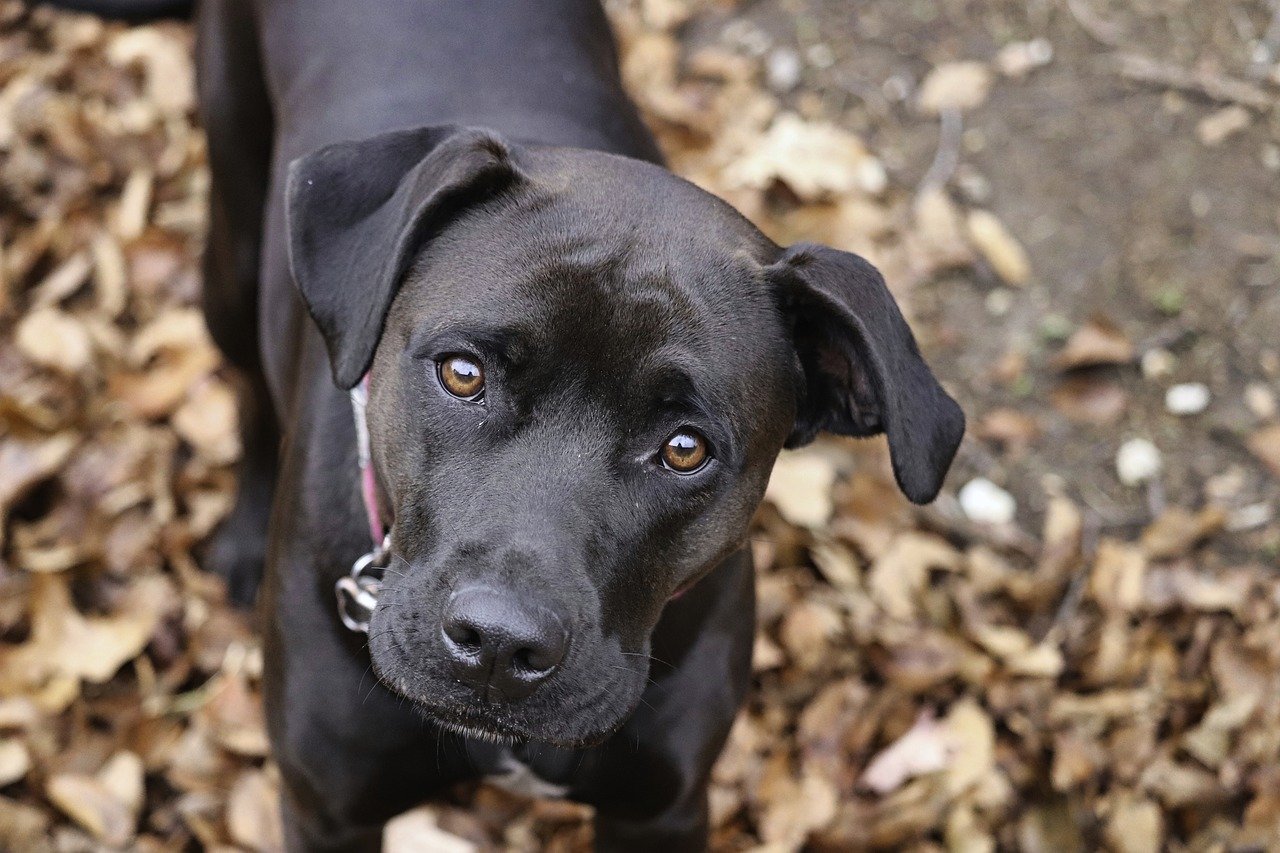 É possível evitar o desconforto das pulgas e carrapatos nos pets