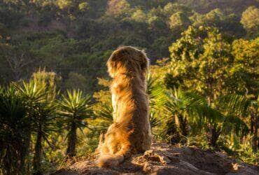 Já é tempo de planejar as férias com o seu pet