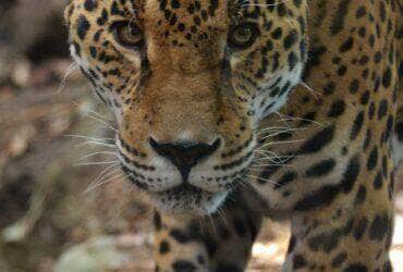 Jaguar - Fotos do Canva