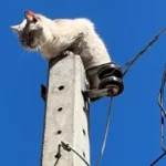 Mercados, distribuidoras e padarias de Mato Grosso lideram nos casos de 'gato' em energia