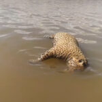 Onça-pintada morta no Pantanal: Símbolo da natureza sucumbe às ameaças