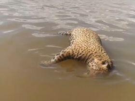 Onça-pintada morta no Pantanal: Símbolo da natureza sucumbe às ameaças