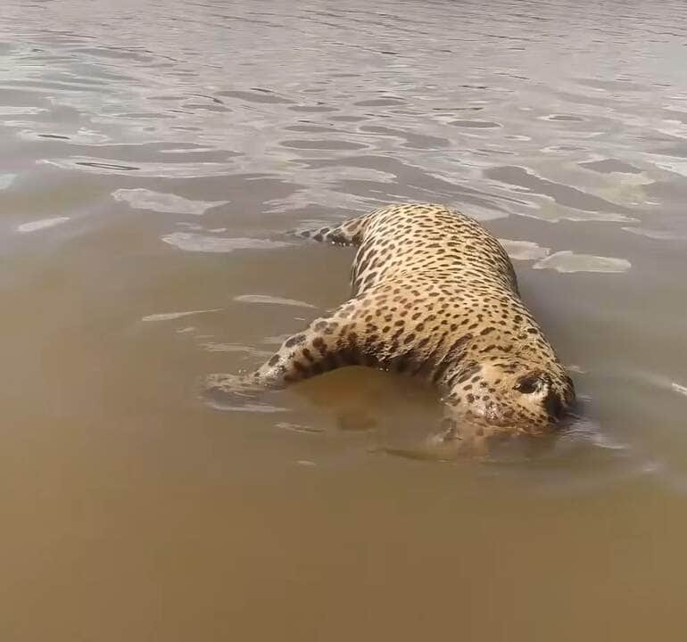 Onça-pintada morta no Pantanal: Símbolo da natureza sucumbe às ameaças