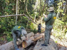 Madeira ilegal apreendida em Apiacás: Operação Amazônia combate crimes ambientais na região