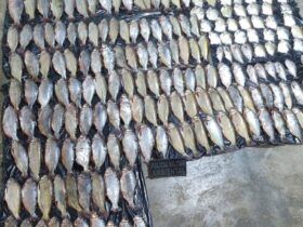Pesca predatória em Poconé: Homem é preso com 213 unidades de pescado ilegal