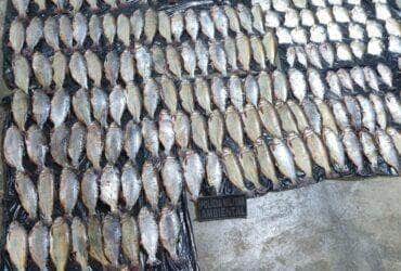 Pesca predatória em Poconé: Homem é preso com 213 unidades de pescado ilegal