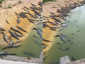 Jacarés na Transpantaneira: Vídeo de lagoa repleta de répteis gera debate nas Redes Sociais